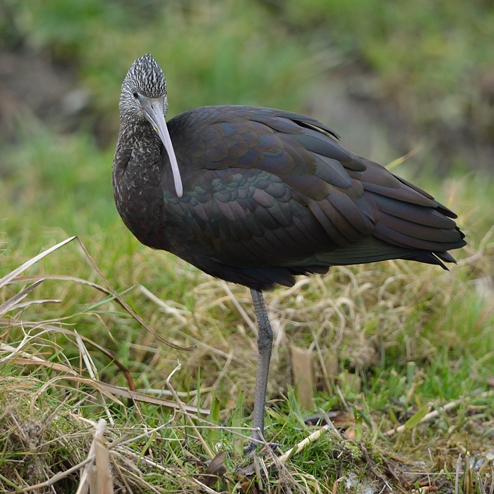 Zwarte Ibis